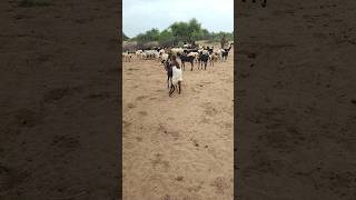 Beautiful 🐐🐐goats morning time animals 💫 villagelife [upl. by Nepets]