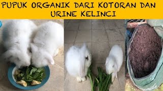 Cara Membuat Pupuk Organik Dari Kotoran dan Urine Kelinci [upl. by Meenen410]