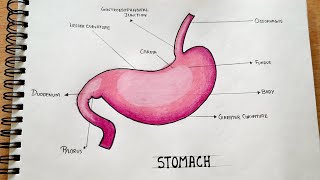 Full details Stomach diagram easy to draw  step by step [upl. by Airod709]