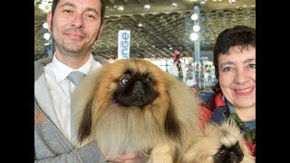 Pechinese  Liguria Dog Show 2019 [upl. by Bullard]