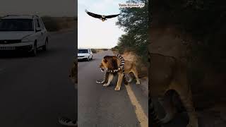 A giant python vs lion bald eagle tasteexplorertv shortvideo shorts viralshorts [upl. by Mcguire]