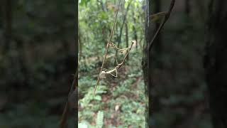 A praying mantis finishing off her ootheca nature angkor angkorjungle mantis [upl. by Torry]