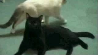 Talking Kitty Cat 13  Secret TK Footage HQ [upl. by Tnafni]