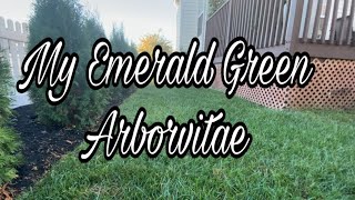 Emerald Green Arborvitae  Privacy Tree Fence  Backyard Makeover  DIY [upl. by Rebak615]