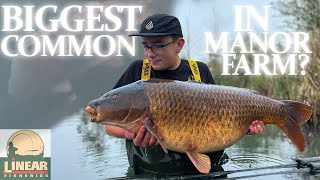 BIGGEST Common in Manor Farm  Linear Fisheries  NEW PB [upl. by Etyak]