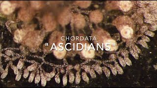 Chordata Ascidians [upl. by Eiramacissej]