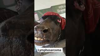 Lymphosarcoma  Bulging Eyes  Bovine leukemia virus [upl. by Schechter]