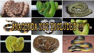 MOST COMPLETE  36 SPECIES OF PYTHONS Pythonidae [upl. by Rondon]