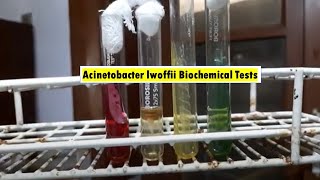 Acinetobacter lwoffii Biochemical Tests Demonstrations [upl. by Mal]