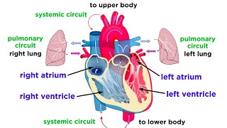 The Circulatory System Part 1 The Heart [upl. by Solohcin309]