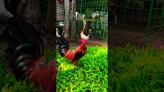 anong kulay ito sa inyo chicken rooster [upl. by Tem]