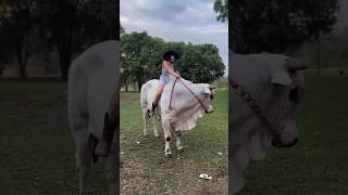 How To Ride A Bull  Bull Riding Techniques For Beginners [upl. by Enileoj]