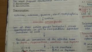 Molecular Mechanism of Mutation Gene mutation 2 [upl. by Llorrad390]