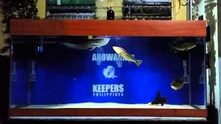 Black arowana on 75 gallons growout tank [upl. by Gnaht973]