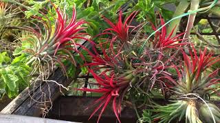 Tillandsia ionantha â€˜Fuegoâ€™ [upl. by Nived]