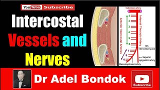 Intercostal Arteries Veins and Nerves Dr Adel Bondok [upl. by Dennet475]