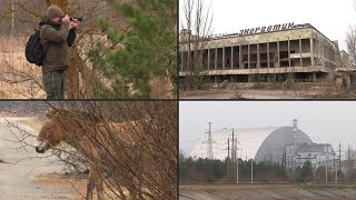 TschernobylSperrzone ist Paradies für Wildtiere  AFP [upl. by Aisek229]