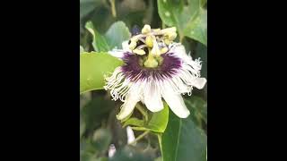 Xylocopa frontalis na flor do maracujá [upl. by Mount]