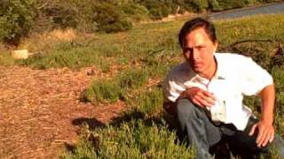 Harvesting Wild Salicornia Growing in the Bay of San Francisco [upl. by Aryahay381]