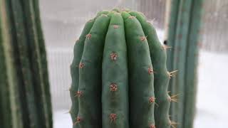 T pachanoi VS T bridgesii Botanical Comparison Video  Trichocereus [upl. by Sorrows73]