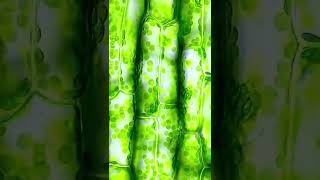 The Swimming Chloroplasts of Elodea canadensis 🌿 microscope aquarium science [upl. by Vlada]