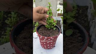 Jade Plant Propagation 🌱 PART4 garden youtubeshorts shorts [upl. by Etienne460]