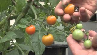 How To Harvest Tomatoes [upl. by Budde]