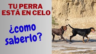 ✅EL CELO EN LAS PERRAS Cuidados Señales y Consejos🐕 [upl. by Siloa]