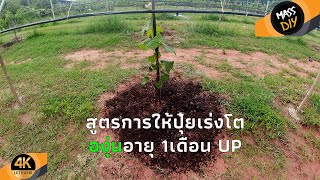 องุ่นครบ 1 เดือน ต้องให้ปุ๋ยสูตรนี้เพื่อเร่งการโตแบบต่อเนื่อง [upl. by Lucchesi618]