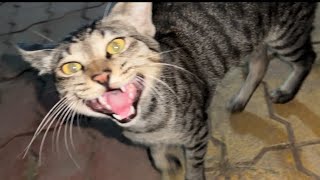 Hungry Tabby Cat🐾🐾 TotoTheTuber [upl. by Corder]