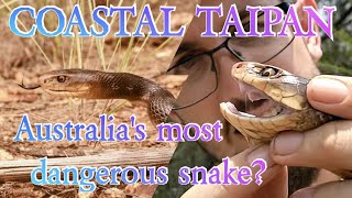 Australias MOST DEADLY snake  The coastal taipan [upl. by Rica]