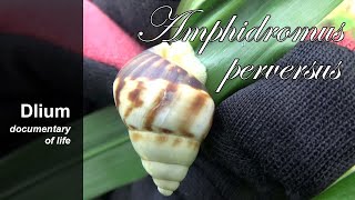 Beret amphidromus Amphidromus perversus  part 2 [upl. by Eiryk]