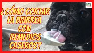 💩 ¿CÓMO CORTAR LA DIARREA EN PERROS CON REMEDIOS CASEROS💩 DIETA PROBIÓTICOS [upl. by Amadus248]