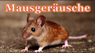 Mäuse Quietschen 🐭 Mausgeräusche [upl. by Htez]