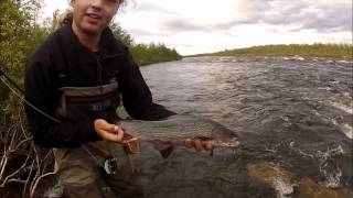 Könkämäeno  Fly Fishing for Grayling [upl. by Asilem]