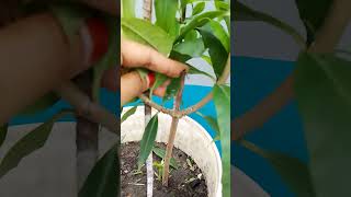 cutting se grow kiya huwa allamanda Plant Propagation allamanda Plant [upl. by Katherine]