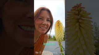 Deadhead KNIPHOFIA Red Hot Poker 🐝🔥✂️ Growing Home Gardening pruning plants [upl. by Eyt]