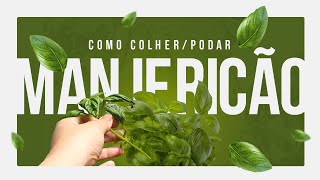 🪴Como Podar e Colher Manjericão🪴  How to prune and harvest basil🪴 [upl. by Sined]