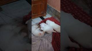 Cute puppy playing video shortsfeed shots doglover subscribe cute youtubeshorts puppy [upl. by Nakhsa718]