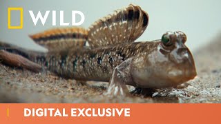 The Fish That Walks  Wild Africa  National Geographic Wild UK [upl. by Noira]