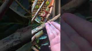 Hand feeding my Panther chameleon Igneon [upl. by Notxap72]