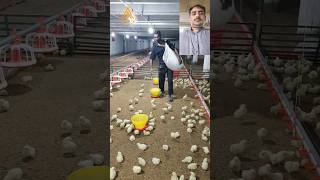 Broiler Chicks Day 3 poultry viralshorts viral shorts shortsvideo ytshorts trending chicks [upl. by Lawtun]