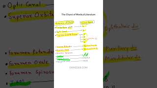 Skull foramen vs Cranial nerve enmeder [upl. by Jamison]