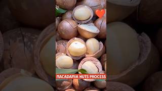 Macadamia Nuts 👍😲 How To Process ❓shorts fruit satisfying [upl. by Mariellen]