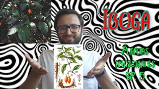 Iboga  PLANTAS ANCESTRALES EP 5 [upl. by Weylin]