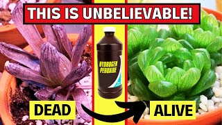 Amazing Benefits of Hydrogen Peroxide for Plants Youll Wish You Knew This Sooner [upl. by Akimet202]