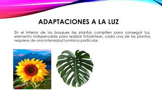 ADAPTACIÓN DE LAS PLANTAS [upl. by Heimer]