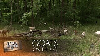 Goats on the Go [upl. by Ayocal466]