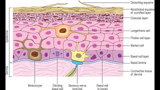 Melanocyte and merkel cells found in the stratum basale of the epidermis [upl. by Tigram]