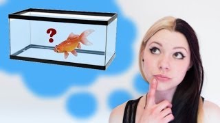 HOW TO SET UP A GOLDFISH TANK [upl. by Lejna360]